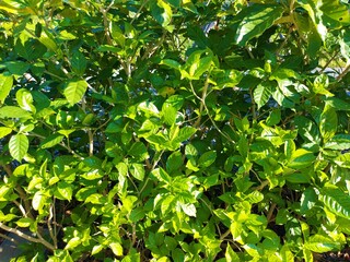 green leaves in sunlight background