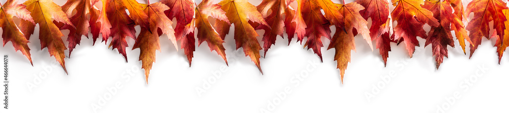 Wall mural maple leaves on a white background as a panoramic banner
