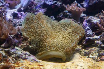 Underwater world. Coral reef under water