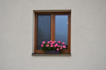 ornamental flower pots on the windows of the house. plastic flower pots with beautiful decorations of annuals and geraniums. winter is coming and so it is necessary to clean up against frost
