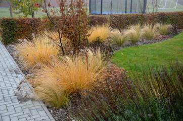 lowerbed with ornamental grasses dry leaves in the autumn sun shines yellow bunches of leaves. in the background bushes and a living area of ​​hornbeam. brown leaves lawn, sidewalk stone, sandstone