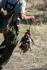 Erlegte Rothühner am Haken hängend auf der herbstlichen Rothuhnjagd in Spanien 