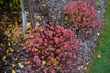 flowerbed with ornamental grasses dry leaves in the autumn sun shines yellow bunches of leaves. in the background bushes and a living area of ​​hornbeam. brown leaves lawn, sidewalk stone, sandstone