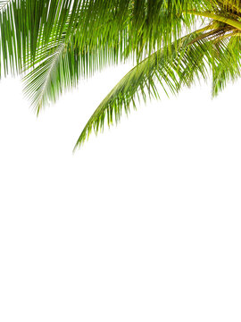 Green palm tree leaves white background isolated closeup, coconut palm leaf, palms branches, palm frond, tropical foliage decoration, exotic plant pattern, frame, border, design element, copy space
