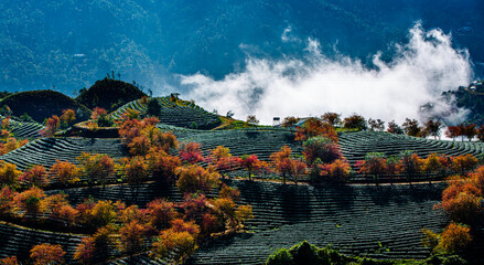 
tea mountain, sapa viet nam,sapa.vietnam ,Cherry Blossom , lanscape