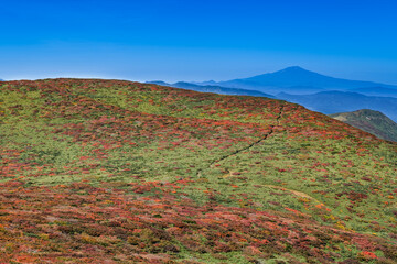 日本　栗駒山全山紅葉神の絨毯と登山道と鳥海山