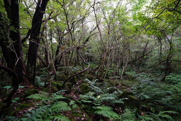 untouched primeval forest, vines and old trees