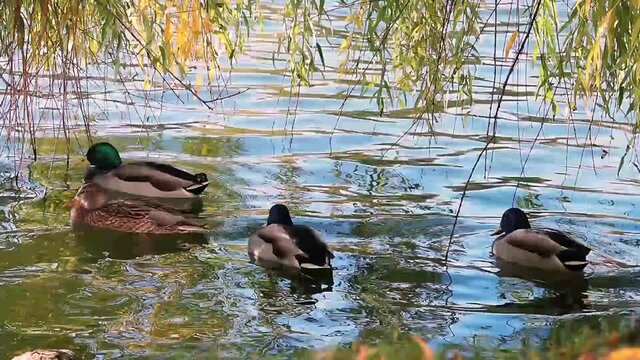 Beautiful wild ducks on the shore of the pond brushing their colorful wings. The life of wild ducks in the lake of the city park