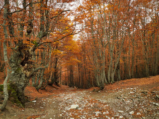 View of mountain pathway in the beech forest with autumnal colors in Italy