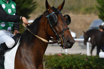 tête de cheval de course © compagnie-17
