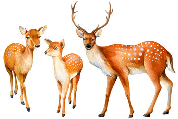 Obraz premium Watercolor deer isolated on white background, cute animal illustration