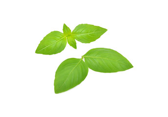 Fototapeta na wymiar fresh green basil leaves isolated on white background