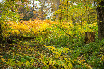 Obraz premium Im Wald