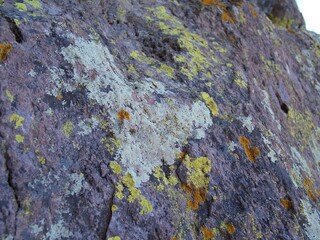 Lichens on a rock in chiricahua national monument in arizona