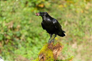 Raven, Corvus corax