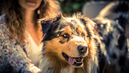 Berger Australien chaud portrait