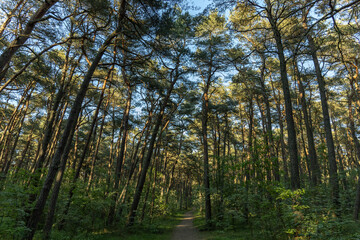 Fototapeta na wymiar dense pine forest with a path in the sun