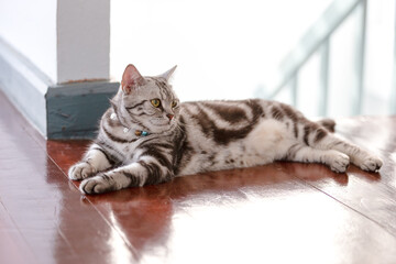 Close up American shorthair relaxing in the house.