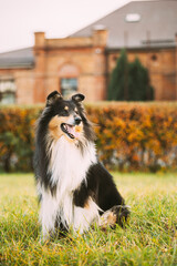 Tricolor Rough Collie, Funny Scottish Collie, Long-haired Collie, English Collie, Lassie Dog Posing...
