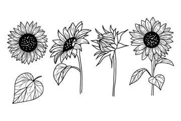 Sunflower line art nature plant summer flower