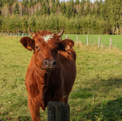red cow in the field