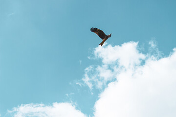 青空を舞うトビ2