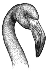 black and white engrave isolated flamingo illustration © Turaev