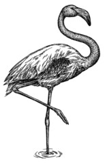 black and white engrave isolated flamingo illustration © Turaev