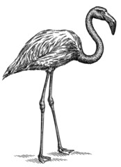 black and white engrave isolated flamingo illustration © Turaev