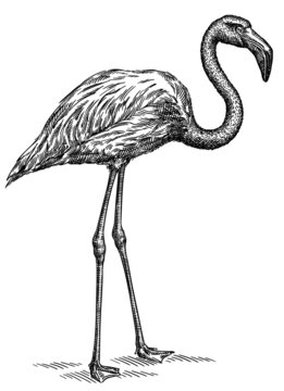 recommend clip art: black and white engrave isolated flamingo illustration