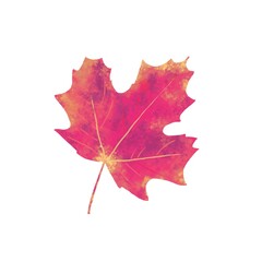 red maple leaf