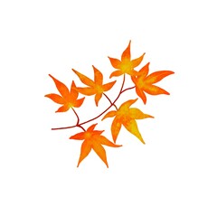 autumn leaves isolated on white background