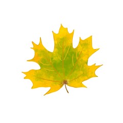 autumn maple leaf