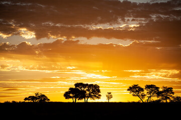 Kalahari Sunset in the Kgalagadi Transfrontier Park, South Africa - obrazy, fototapety, plakaty