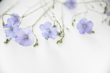 Blooming flax flowers on a white background.