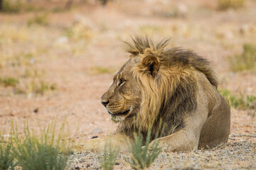 Young black-maned lion calling at a water hole in the Kalahari desert, South Africa