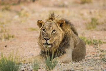 Young black-maned lion calling at a water hole in the Kalahari desert, South Africa