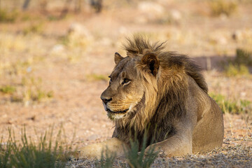 Young black-maned lion calling at a water hole in the Kalahari desert, South Africa