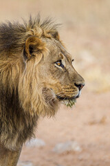 Young black-maned lion calling at a water hole in the Kalahari desert, South Africa