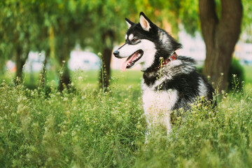 Husky Dog Sit In Summer Greeen Grass. Funny Lovely Pet Dog