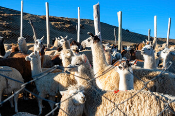 llamas
