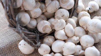 porcini champignon mushrooms in a wicker basket, close-up
