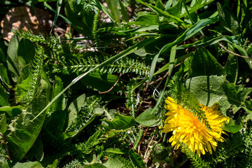yellow dandelion on a background of green grass. natural background. top view, flat lay
