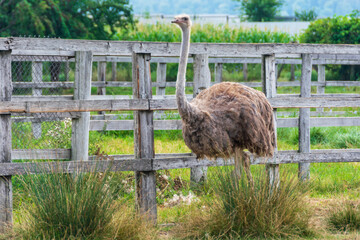 A common ostrich from a farm walking