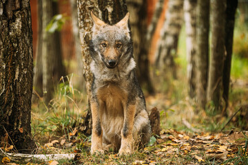 Belarus. Cub Wolf, Canis Lupus, Gray Wolf, Grey Wolf Sitting Outdoors In Autumn Day. Puppy Wolf Portrait