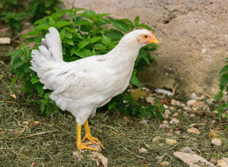 young broiler chicken in the poultry yard - obrazy, fototapety, plakaty