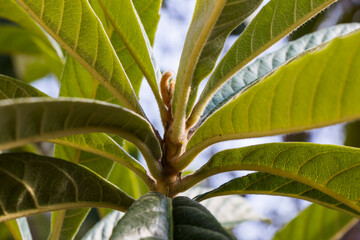 Evergreen tree close-up