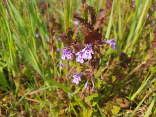 A sprig of purple flowers glechoma hederacea blooming in a clearing.