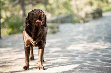 Dog standing in outdoor floor with open mouth. Playful chocolate Labrador Retriever. with copy space.