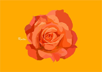 Vector Illustration of Beautiful Rose, Roses Flower